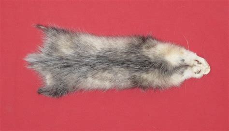 Tanned Furs Opossum 7220 0650