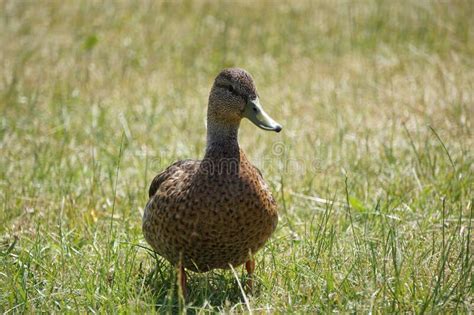 Brown Mallard Duck Walking On Grass Stock Photo Image Of Wildlife