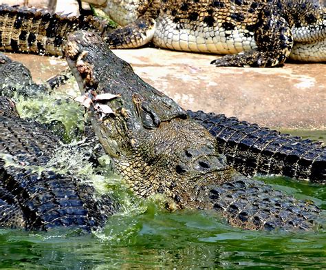 The Largest Crocodile An A Mbush Predator