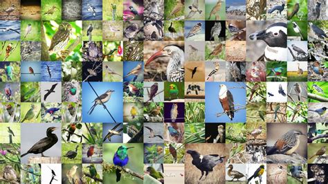 The Final Species List In Taxonomic Order Audubon