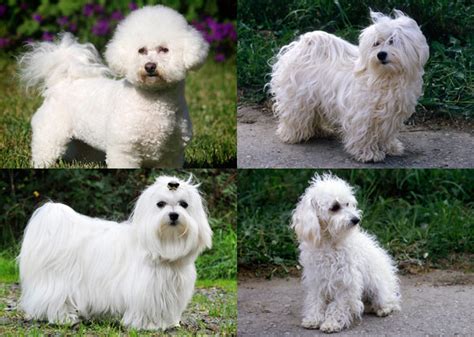 Dog Breeds You Might Not Know Are Related Vetstreet Vetstreet