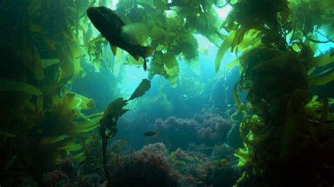 Underwater Forest May Bring New Therapeutics Microbes That Produce