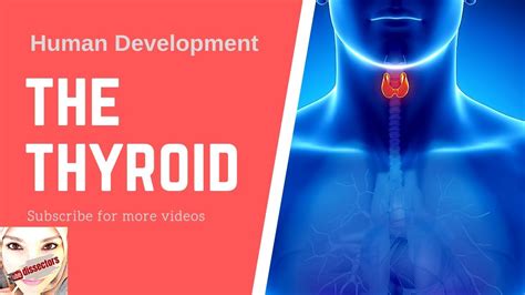 Special Embryology Development Of The Thyroid Youtube