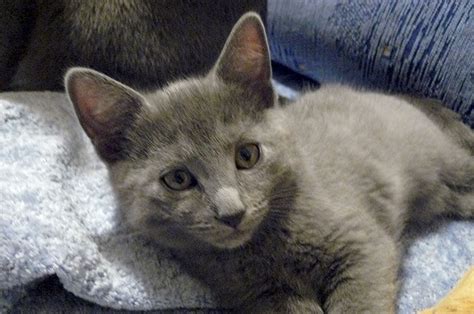 Chartreux Kittens For Sale From Cattery Grace Grey Cz Year 2016