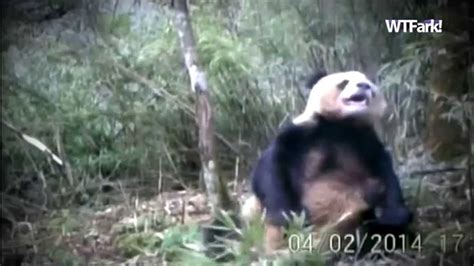 Panda Job Researchers Finally Catch A Panda Masturbating On Film Wait