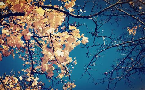 Wallpaper Sunlight Nature Reflection Sky Branch Cherry Blossom