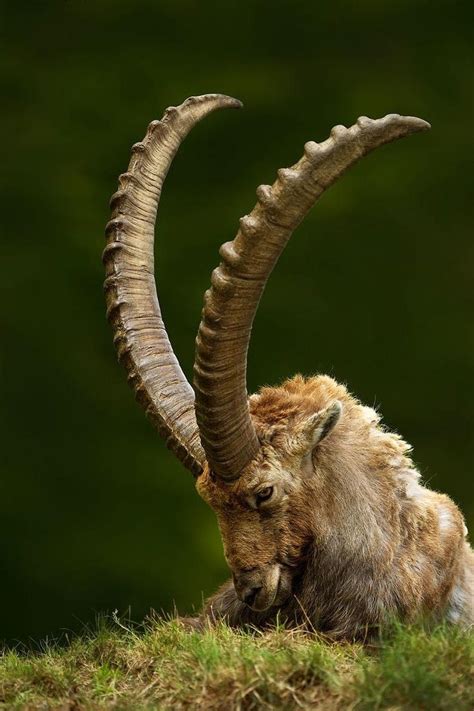 Pin By Medved On Animals With Images Animals With Horns Animals