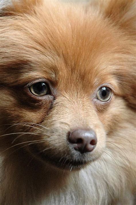 Dogs do not retire from breeding until after age eight. Is my Pomeranian Too Old to Have Puppies or Get Pregnant? | Puppies, Pomeranian dog, Dog in heat