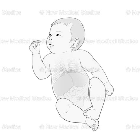 Infant Baby Newborn Anatomy Stock Medical Illustration Now Medical