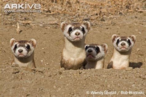 Ferrits Group Of Black Footed Ferrets At Burrow In 2020 Mammals