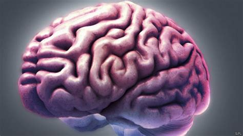 Identifican Parte Del Cerebro Que Nos Hace Humanos Bbc News Mundo