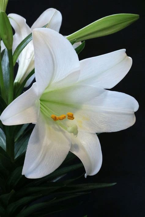 Easter Lily Portrait Easter Lily White Lilies Spring Is Here