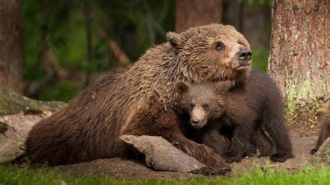 Images Brown Bears Cubs Bears 2 Animal 1366x768