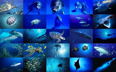 Under The Sea Collage Fish Sea Dolphins Oceans Turtles Marine