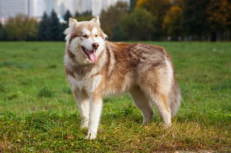 Brown Alaskan Malamute On The Grass Wallpapers And Images Wallpapers