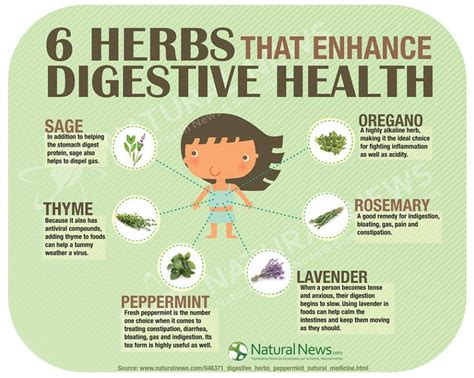 6 Stomach Soothing Herbs Infographic Easy Health Options