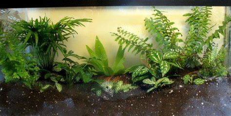 How To Make A Plant Terrarium Fish Tank Terrarium Succulent