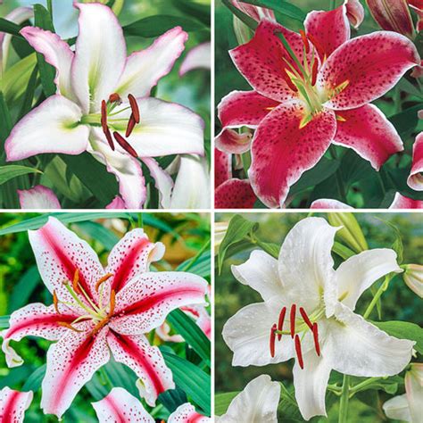 Buy Bens Oriental Lily Collection Lilies Brecks