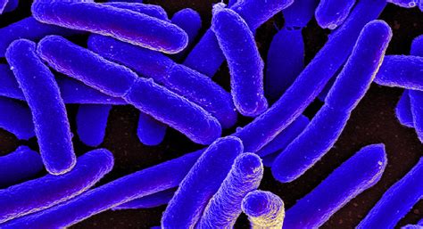 Escherichia coli (/ˌɛʃəˈrɪkiə ˈkoʊlaɪ/), also known as e. Darmbacterie wordt taperecorder | De Ingenieur