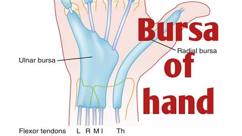 Anatomy Ulnar And Radial Bursa Of Hand Youtube
