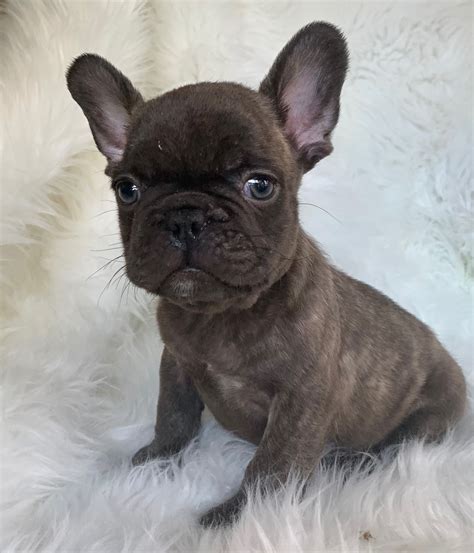 Contrary to popular belief (and its name), french bulldogs actually come from england, not france. Chocolate French Bulldogs - The French Bulldog