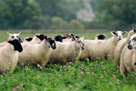 Flock Of Sheep Photograph By Simon Fraserscience Photo Library Fine