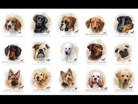 Your dog's name should reflect their personality and who they are, because these smart animals are more than just a pet, they are a companion and a friend. Dog Names | Boy Dog Names - YouTube