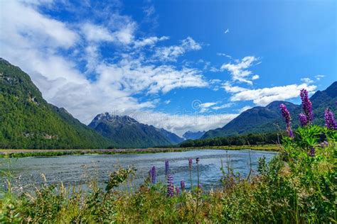 Meadow With Lupins On A River Between Mountains New Zealand 30 Stock