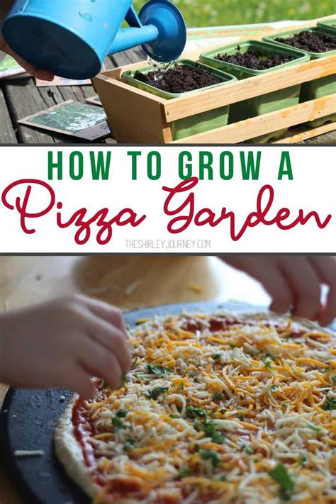 How To Grow A Pizza Garden The Shirley Journey
