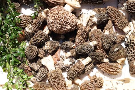 Morels Mushrooms Harvest Stock Photo Image Of Food Harvesting 90106846