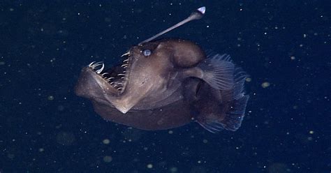 The Rare Deep Sea Anglerfish—known As A Black Sea Devil Thedepthsbelow