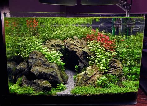 Best Planted Aquarium Aquascape Aquascape Ideas