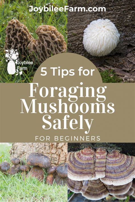 5 Tips For Foraging Mushrooms Safely For Beginners