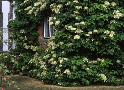 10 Climbing Plants That Are Easy To Control Bob Vila