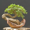 Quercia bonsai - Attrezzi e vasi per bonsai - Quercia bonsai appartamento
