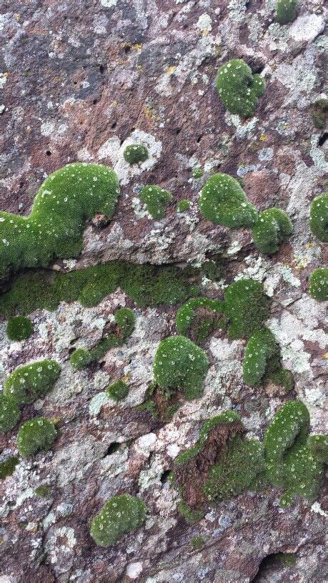Colorful Sandstone Boulder With Mossy Mounds And Lichen Bouldering