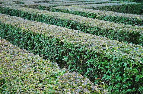 Bush Labyrinth Stock Image Image Of Lost Plants Pattern 7247135