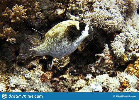 Puffer Fish Coral Reef Stock Photo Image Of Cameraman 128057648