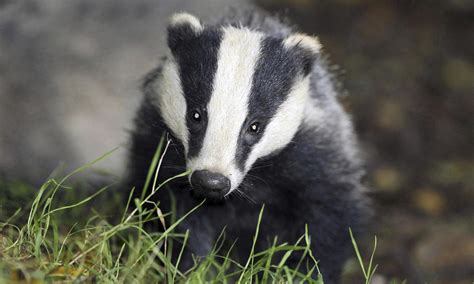 Badger Cull Called Off In Gloucestershire Environment The Guardian