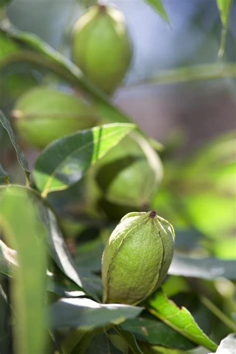 How To Collect And Prepare A Hickory Nut For Planting Growing Tree
