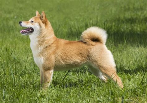 Japanese Shiba Inu Dogs Breed Facts Information And Advice Pets4homes