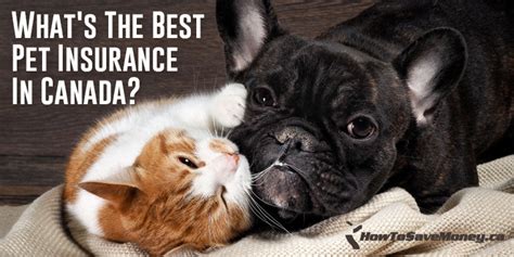 What's The Best Pet Insurance In Canada? | How To Save Money