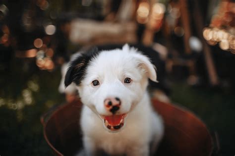Adopting Your First Dog Heres What You Need To Know Barkhappy