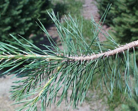 Pine Fir Or Spruce Tree News