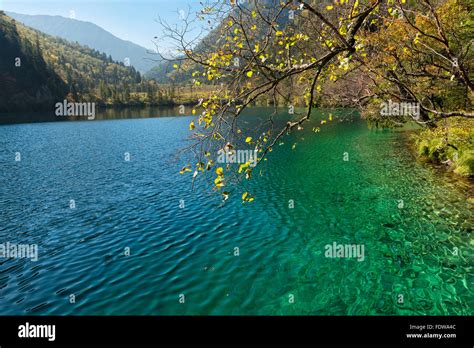 Panda Lake Jiuzhaigou National Park Sichuan Province China Unesco