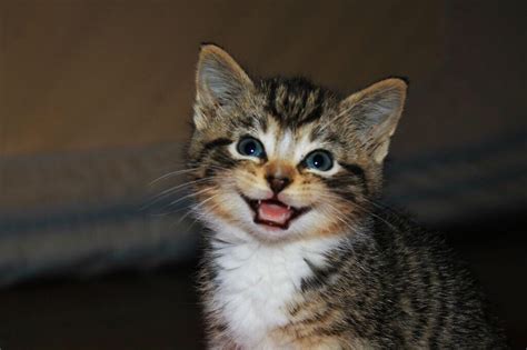 Cute Kitten Smile Cute Animals Puppies Kittens And Puppies Baby