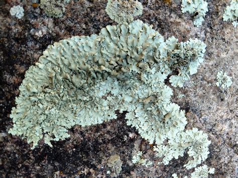 Foliose Lichen