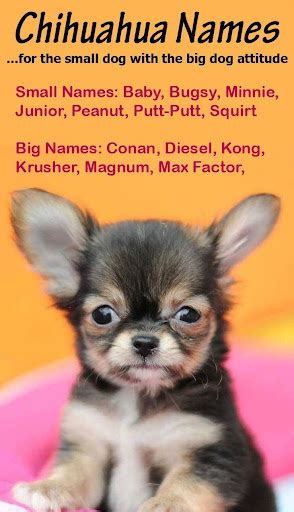 Cute Chihuahua Names For Females Pets Lovers