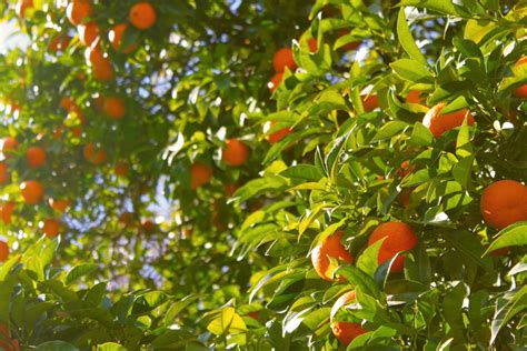 Images Gratuites Arbre Branche Ferme Fruit Lumière Du Soleil Feuille Fleur Oranger