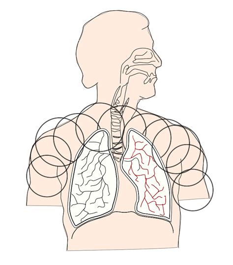 Unlabelled Respiratory System No Background Clip Art At